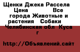 Щенки Джека Рассела › Цена ­ 10 000 - Все города Животные и растения » Собаки   . Челябинская обл.,Куса г.